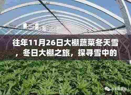 冬日大棚探秘，雪中蔬菜的奇迹与内心宁静之旅