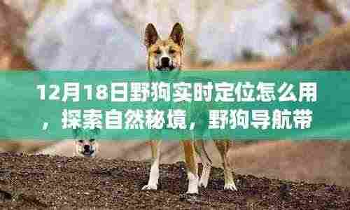 野狗导航,探索自然秘境的心灵之旅,实时定位开启远离尘嚣之旅