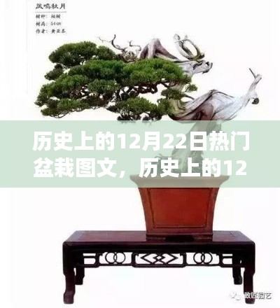 历史上的盆栽盛景，12月22日的盆栽图文回顾