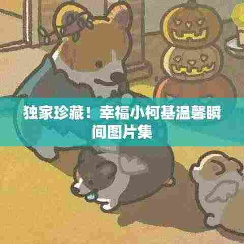 独家珍藏!幸福小柯基温馨瞬间图片集