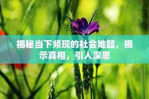 揭秘当下频现的社会难题,揭示真相,引人深思
