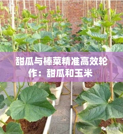 甜瓜与棒菜精准高效轮作:甜瓜和玉米