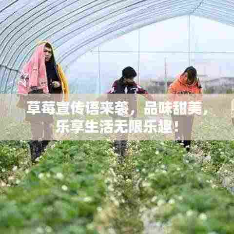 草莓宣传语来袭，品味甜美，乐享生活无限乐趣！