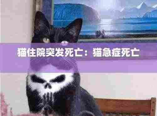 猫住院突发死亡：猫急症死亡 