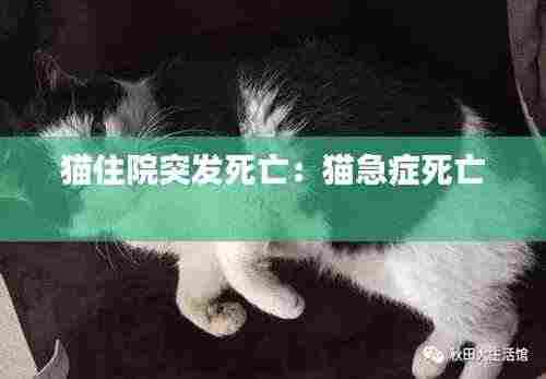 猫住院突发死亡:猫急症死亡
