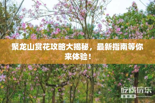 聚龙山赏花攻略大揭秘,最新指南等你来体验!