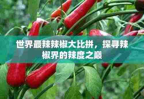 世界最辣辣椒大比拼，探寻辣椒界的辣度之巅