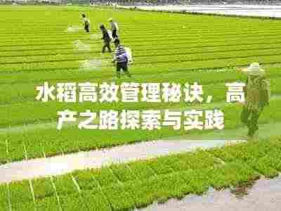 水稻高效管理秘诀,高产之路探索与实践