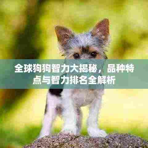 全球狗狗智力大揭秘,品种特点与智力排名全解析