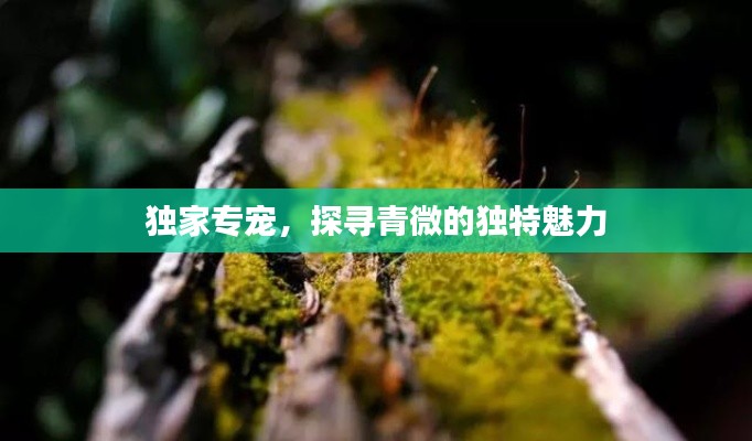 独家专宠,探寻青微的独特魅力