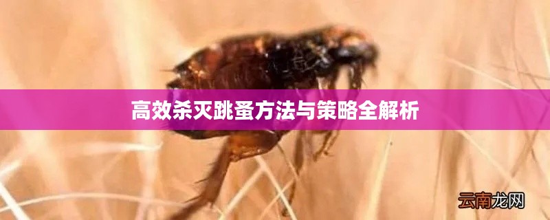 高效杀灭跳蚤方法与策略全解析