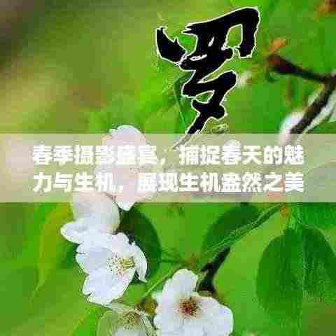 春季摄影盛宴,捕捉春天的魅力与生机,展现生机盎然之美!