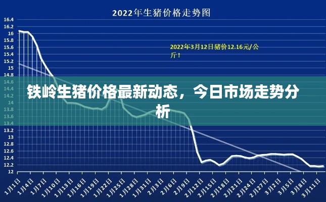 铁岭生猪价格最新动态，今日市场走势分析