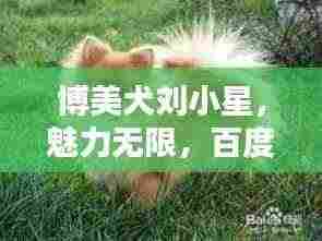 博美犬刘小星,魅力无限,百度热推新宠!