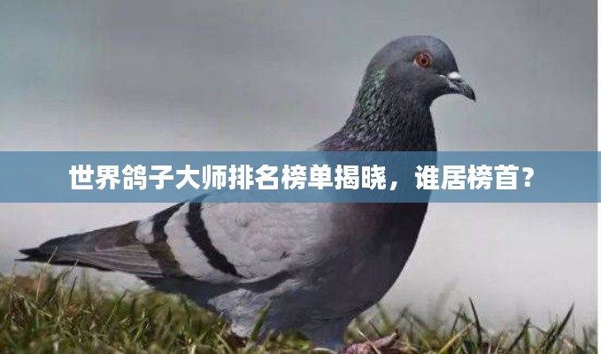 世界鸽子大师排名榜单揭晓，谁居榜首？